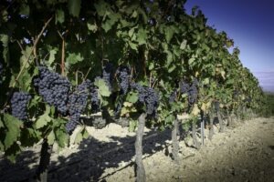 Rioja tempranillo druif Halfes kleine flessen Spaanse rode wijn witte rosé