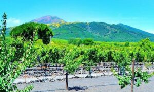 Campanie Italië rode wijn Vesuvius druiven vakantie 