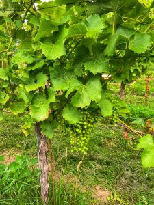 Pinotin druiven Colonjes