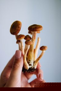Duitse pasta paddenstoelen
