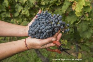 Bourgueil